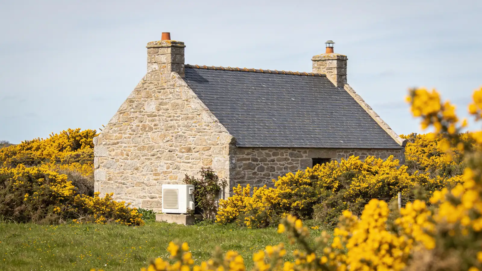 Penty breton en granit au toit d'ardoise entouré d'ajoncs jaunes en fleurs au printemps, une pompe à chaleur posée sur un socle contre le mur